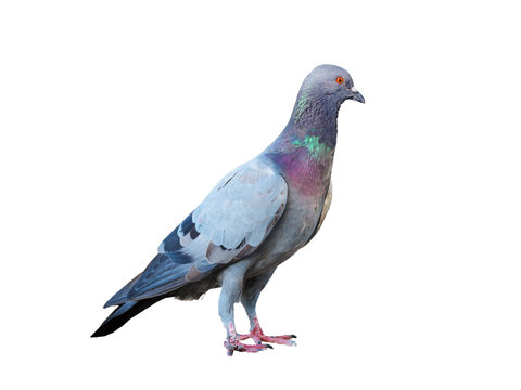 action of standing pigeon isolated