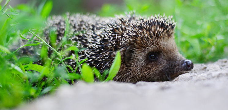 Young hedgehog in natural habitat