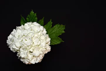 Photo sur Aluminium Hortensia Condolence card with white hydrangea on black background
