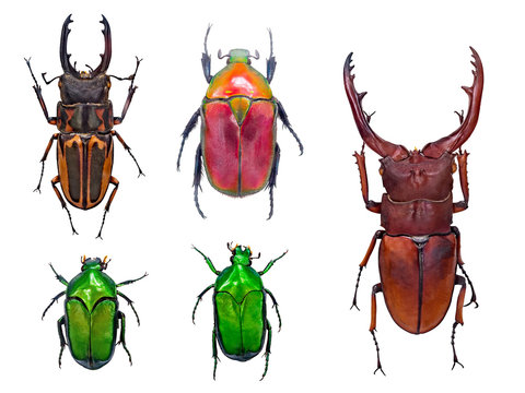 close up on beetles or bugs isolated