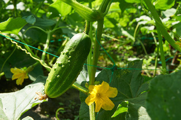 Cucumber in bright sunlight