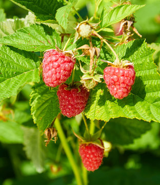 Several ripe red  raspberries growing on the bush