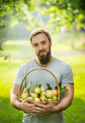 Naklejka na ściany i meble a man with a beard, smiling and holding a basket of apples on a natural green background, close up