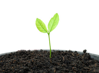 Close up Young plant on white.