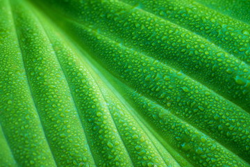 Green leaf with water drops