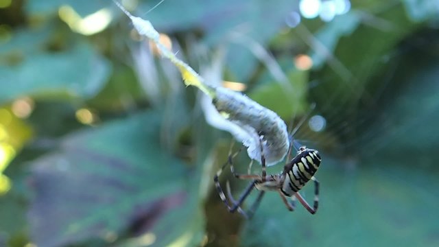 Spider packing a caterpillar