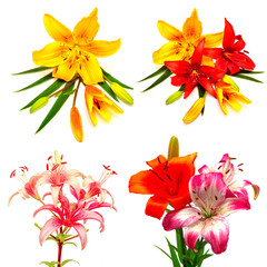 A beautiful collection of colorful lilies with buds
