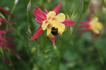 bee collects pollen in the flower Aquilegia
