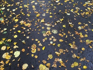 wet golden leaves in fall