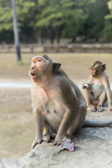Long-tailed Macaque mother and son