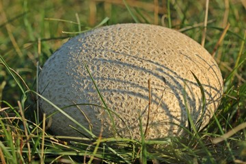 Hasen-Stäubling (Handkea utriformis) im Abendlicht