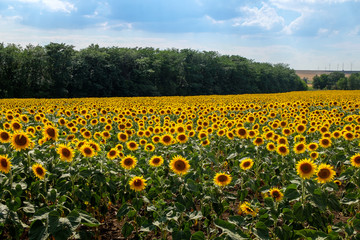 Fototapeta premium Field of blooming sunflowers against a blue sky
