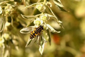 Fototapeta premium A little striped hoverfly sits on the flower