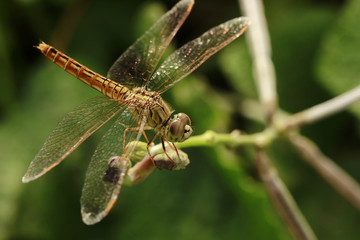 Dragonfly on the branch