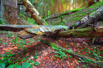 old fallen trees in the forest