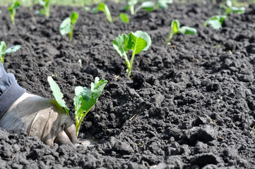 farmer planting cabbage seedling