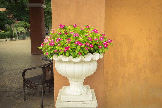 flower