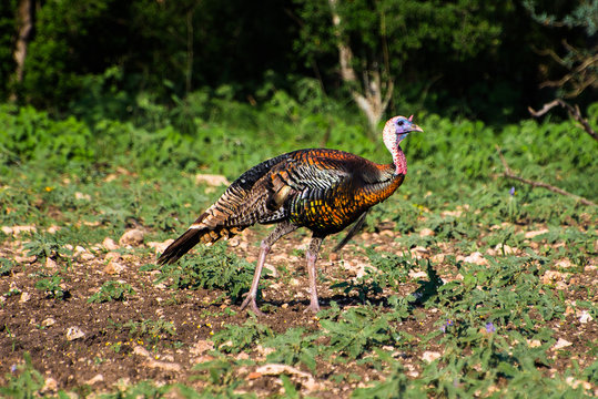 Rio Grande Turkey