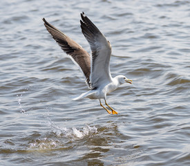 seagull seaside bird flying above blue sky,