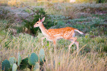 Spotted Fallow Fawn