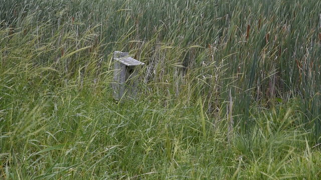 A wood duck house at the edge of a cattail marsh is mostly hidden by a large stand of tall Wild Rice (Zizania sp.) plants growing in a wetland.