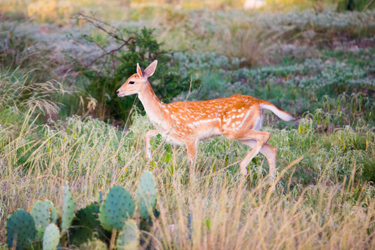 Spotted Fallow Fawn