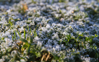 Escarcha en la Hierba al Amanecer