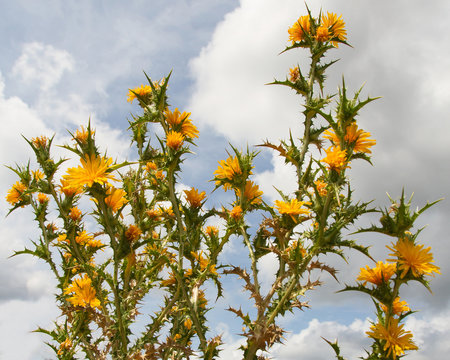 Cardo Scolymus hispanicus con Flores Amarillas