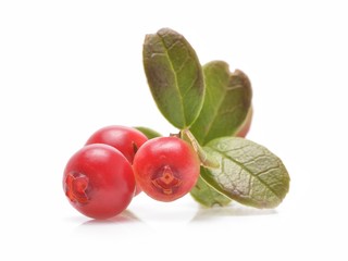 Cranberry with leaf isolated on white background
