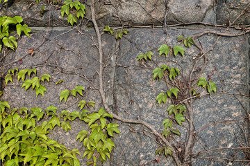 ivy on a stone wall closeup