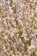 Almond flowers
