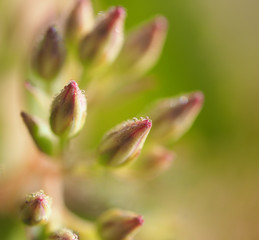 Macro Shot of Flower with Morning Dew - Water Drops on Buds