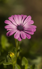 Obraz premium Violet flower blooming