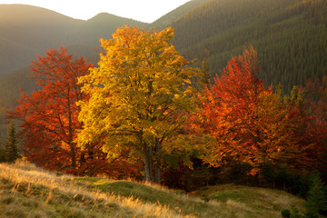 Autumn colors. Mountain forest 