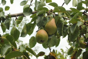ripe pears on a tree branch