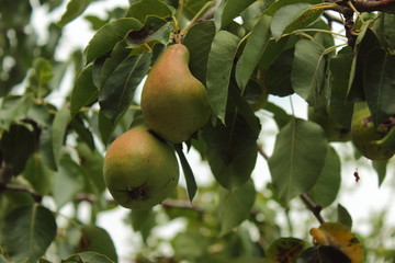 close-up of a pear