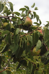 Pears in the garden