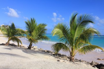 Fototapeta na wymiar Palm trees on beach