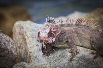Iguana