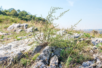 Some weed on top of rock hill in summer