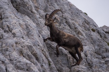 Male Ibex in Julian Alps