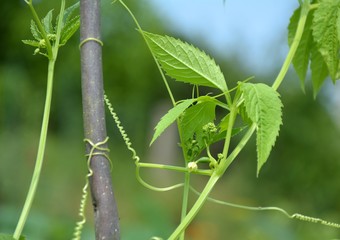 Cyclanthera pedata plant