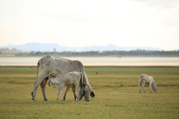A calf suckling breast milk from mother.