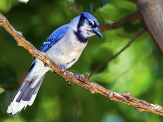 Blue Jay sitting on a branch.
