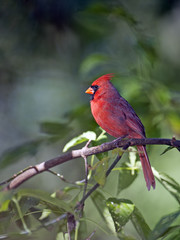 Male Northern Cardinal sitting on a Branch.
