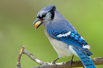 A Blue Jay with a Peanut in it's mouth.