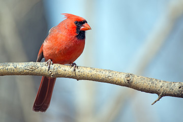 Male Northern Cardinal sitting on a Branch.