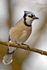 Blue Jay sitting on a branch.