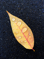 Autumn leaf with raindrops