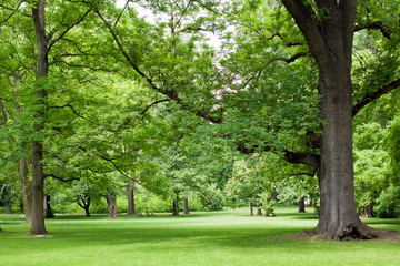 Fototapeta na wymiar Park with big green trees.